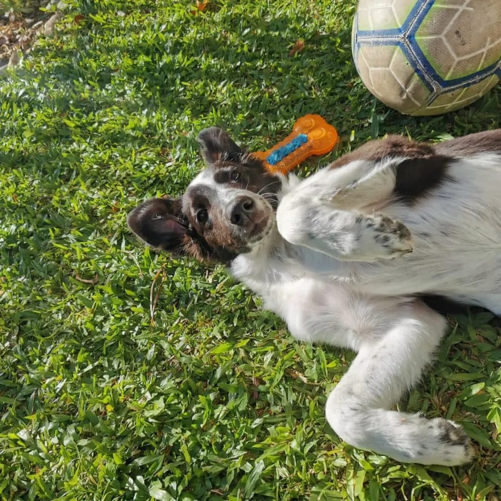 max filhote deitado de pernas pro ar na grama, entre a bola e um brinquedo de borracha