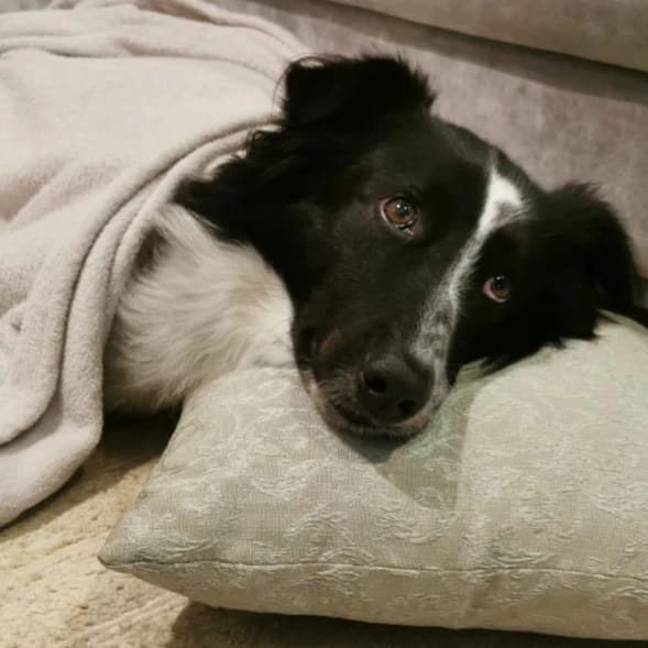 Max, mistura de border collie com dálmata, deitado num travesseiro