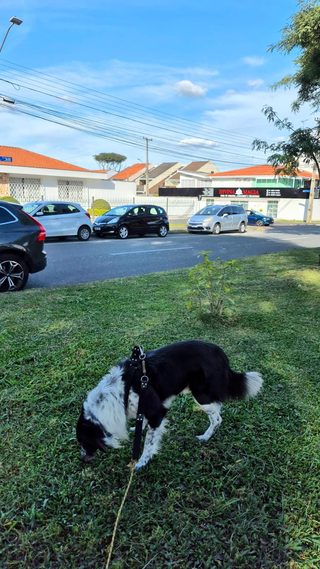 Max cheirando a grama durante um passeio