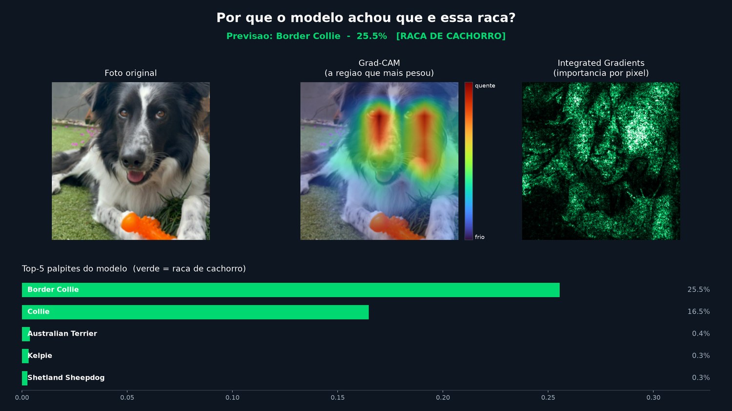 Três painéis: a foto do Max, o Grad-CAM com um mapa de calor sobre o focinho e os olhos dele, e os Gradientes Integrados marcando os pixels importantes; abaixo, o top-5 de raças com Border Collie em primeiro / Three panels: a photo of Max, Grad-CAM with a heatmap over his snout and eyes, and Integrated Gradients marking the important pixels; below, the top-5 breeds with Border Collie first