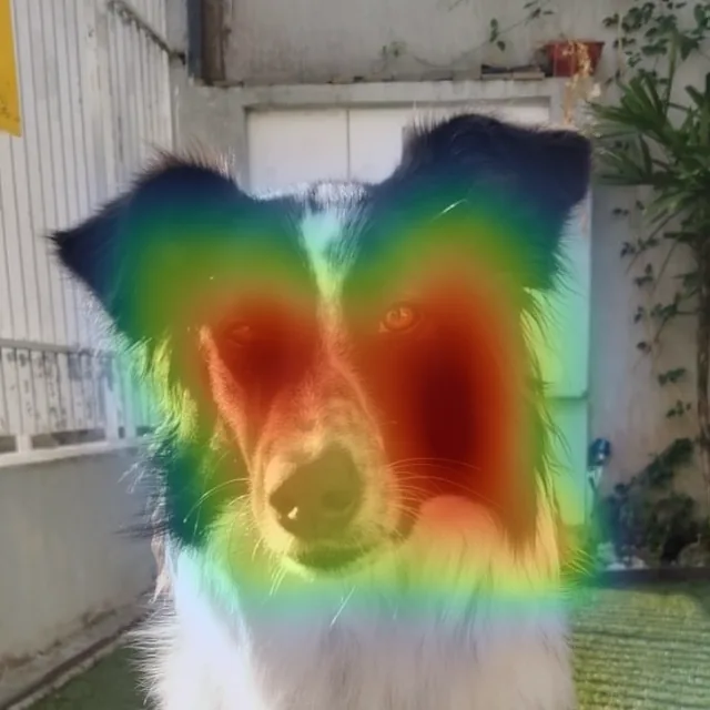 A mesma foto do Max com o mapa de calor do Grad-CAM por cima, mais quente sobre a cabeça e o focinho.
