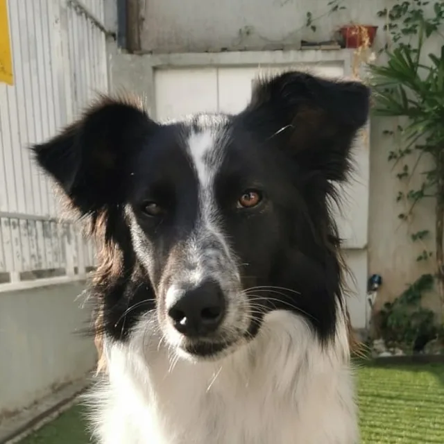 Foto do Max, um border collie, olhando para a câmera.